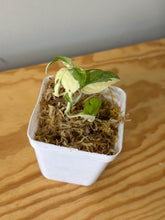 Load image into Gallery viewer, 159. Monstera Adansonii Albo Variegated