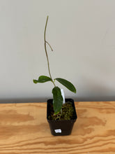 Load image into Gallery viewer, 230. Hoya Wallichii ssp. Tenebrosa ‘Borneo Red’