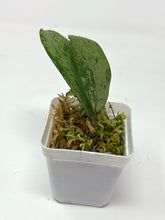 Load image into Gallery viewer, Hoya Meena Silver  (H. Crassipetiolata Splash x H. 'Michele') B