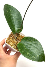 Load image into Gallery viewer, Hoya Glabra Silver H