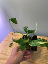 Load image into Gallery viewer, 28. Epipremnum Albo Variegated