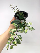 Load image into Gallery viewer, Aeschynanthus Radicans Variegated