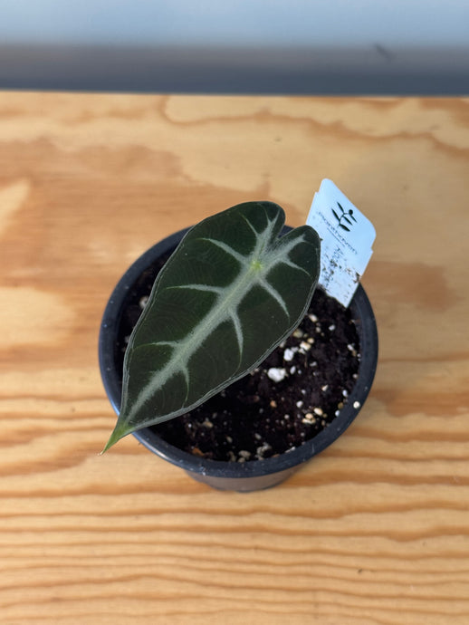 292. Alocasia Bambino
