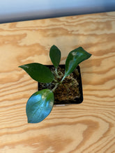 Load image into Gallery viewer, 121. Hoya Pottsii