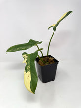 Load image into Gallery viewer, Philodendron Bipennifolium Violin Variegated