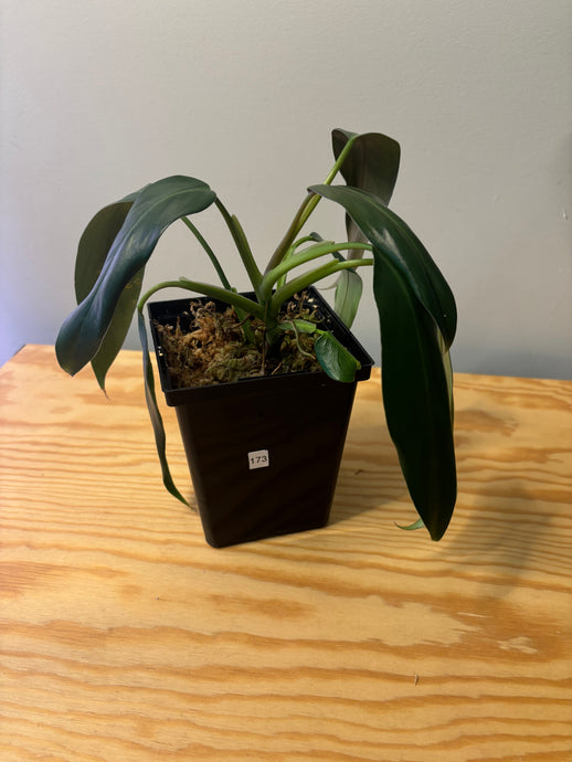 173. Philodendron Mexicanum