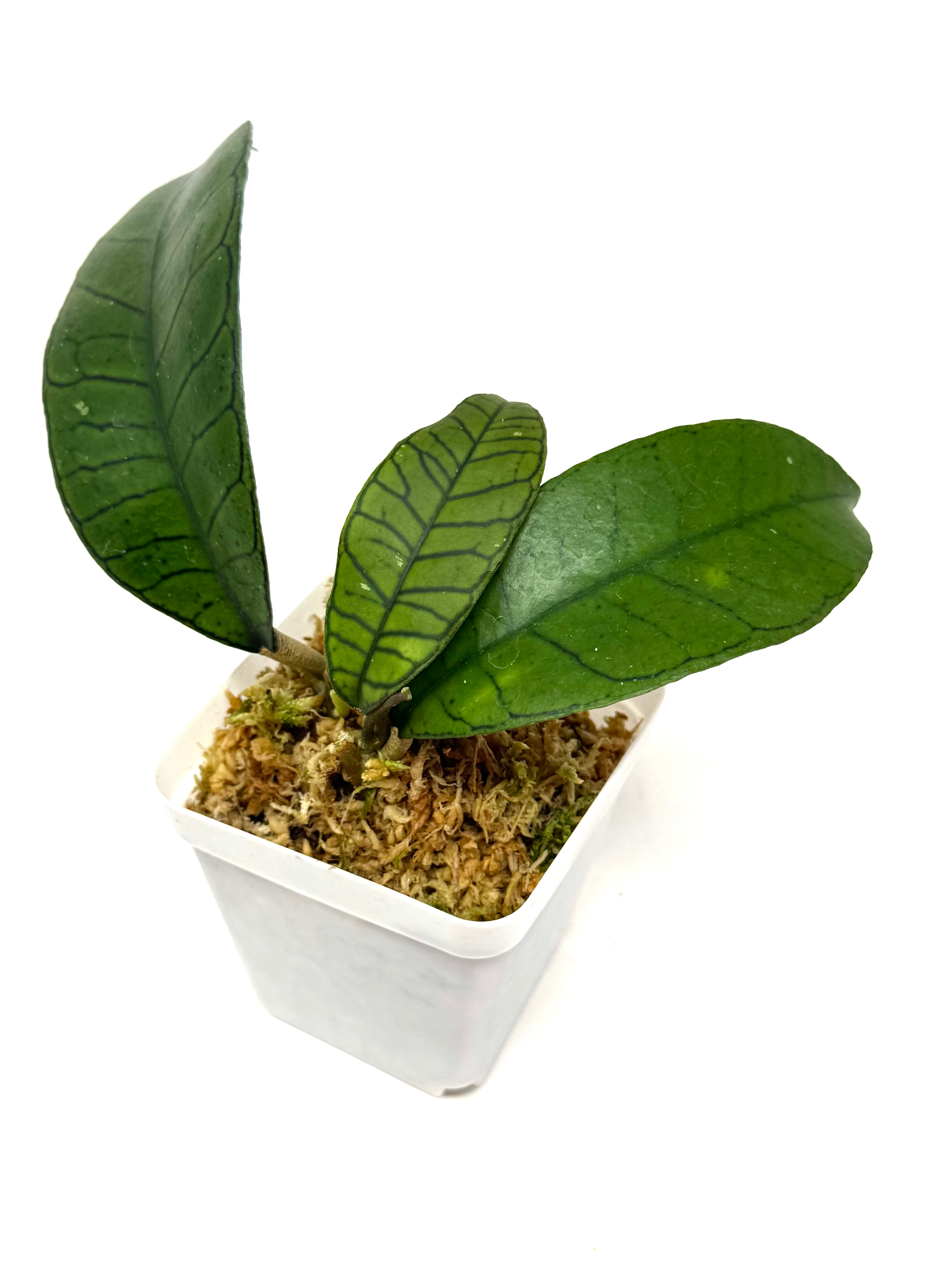 その他観葉植物 HOYA apoda Hoya apoda | Vermont Hoyas