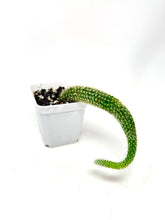 Load image into Gallery viewer, Cleistocactus Colademononis “Monkey Tail Cactus” (Long hair variant) - Ships within Canada only