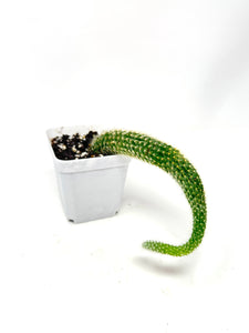 Cleistocactus Colademononis “Monkey Tail Cactus” (Long hair variant) - Ships within Canada only