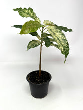 Load image into Gallery viewer, Ficus Aspera Variegated