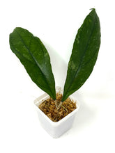 Load image into Gallery viewer, Hoya Chicken Farm