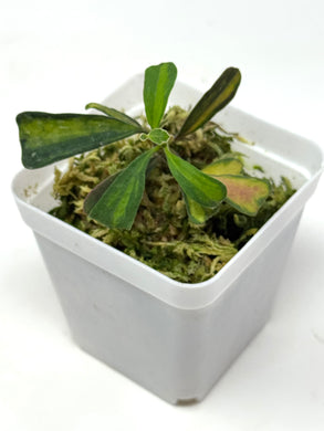 Hoya Manipurensis Variegated C