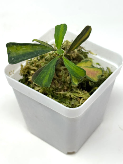 Hoya Manipurensis Variegated C