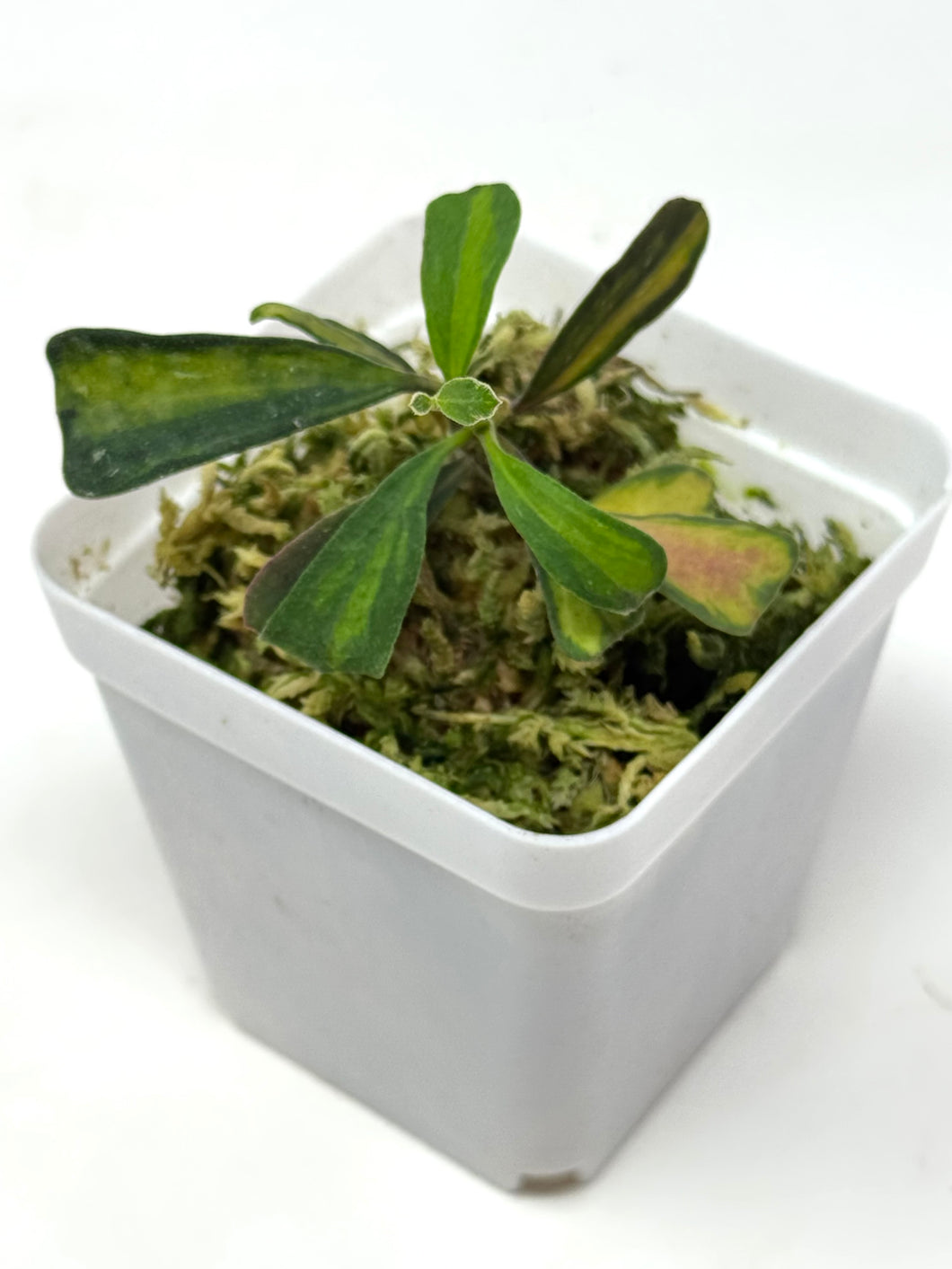 Hoya Manipurensis Variegated C