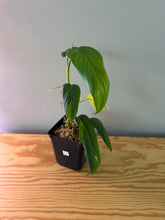 Load image into Gallery viewer, 232. Philodendron Bipennifolium Violin (less variegation)