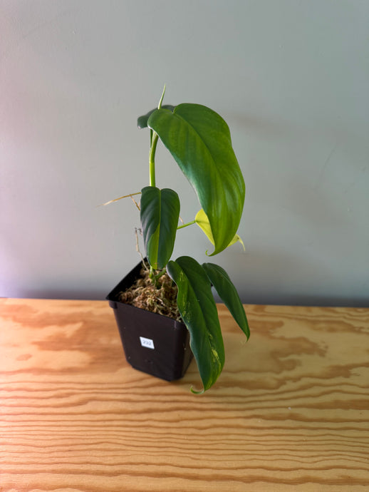 232. Philodendron Bipennifolium Violin (less variegation)