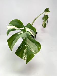 Monstera Deliciosa Albo Variegated A