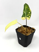 Load image into Gallery viewer, Philodendron Gloriosum Variegated F