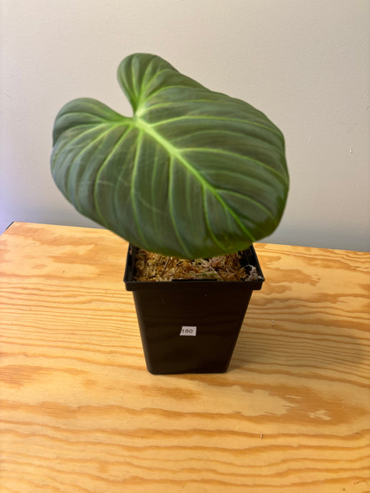 180. Philodendron El Choco Red