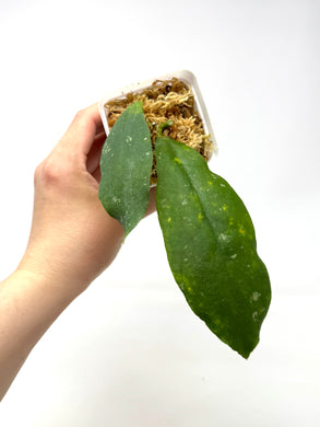 Hoya Mitrata