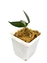 Load image into Gallery viewer, Hoya Hypolasia