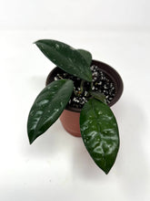 Load image into Gallery viewer, Hoya Carnosa (heirloom)
