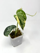 Load image into Gallery viewer, Scindapsus Mayari Variegated A