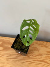 Load image into Gallery viewer, 342. Monstera Esqueleto