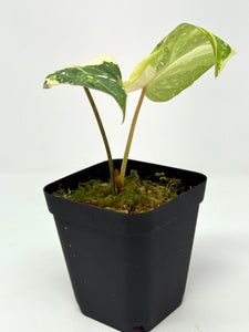 Philodendron Gloriosum Variegated C