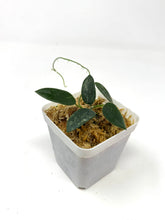 Load image into Gallery viewer, Hoya Thomsonii Splash
