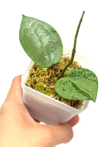 Hoya Verticillata Heart Leaf Silver