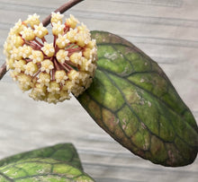 Load image into Gallery viewer, Hoya Irina (Finlaysonii x Meredithii)