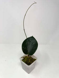 Hoya Glabra Silver A