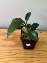 Load image into Gallery viewer, 316. Hoya Carnosa Krimson Princess
