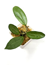 Load image into Gallery viewer, Hoya Silver Lady