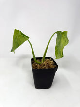 Load image into Gallery viewer, Monstera Deliciosa Aurea Variegated A