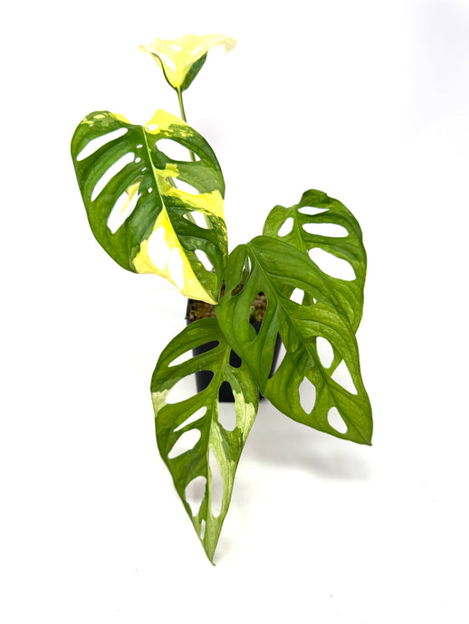 Monstera Adansonii Albo Variegated A