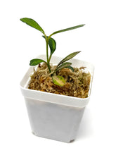 Load image into Gallery viewer, Hoya Manipurensis Variegated C