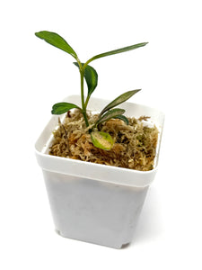Hoya Manipurensis Variegated C