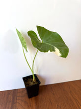 Load image into Gallery viewer, Alocasia Maccrorhiza Variegated A