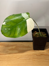 Load image into Gallery viewer, 216. Monstera Deliciosa Albo Variegated