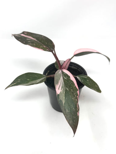 Philodendron Pink Princess (high variegation)