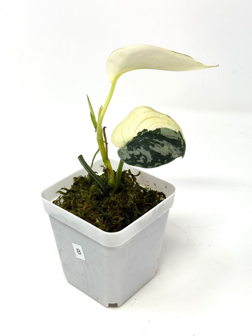 Scindapsus Mayari Variegated B