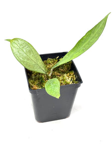Hoya Germany Silver A