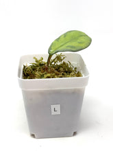 Load image into Gallery viewer, Hoya Carnosa ‘Argentea Princess’ L