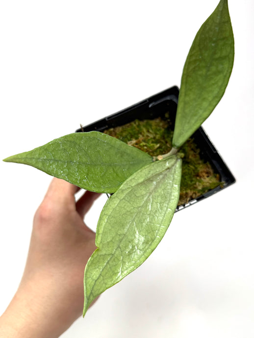 Hoya Germany Silver B