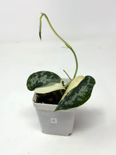 Load image into Gallery viewer, Scindapsus Mayari Variegated C