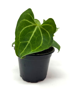 Anthurium Clarinervium 4”