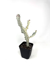 Load image into Gallery viewer, Euphorbia Lactea ‘White Ghost’ (large size) (Ships within Canada only)