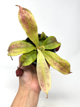 Load image into Gallery viewer, Nepenthes Mirabilis